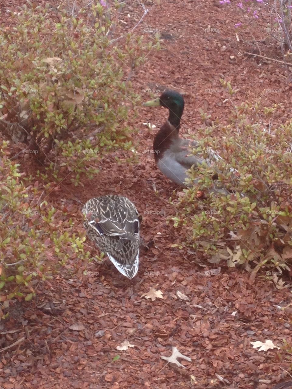 Ducks at work 