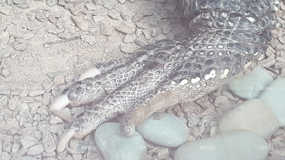 Crocodile foot closeup