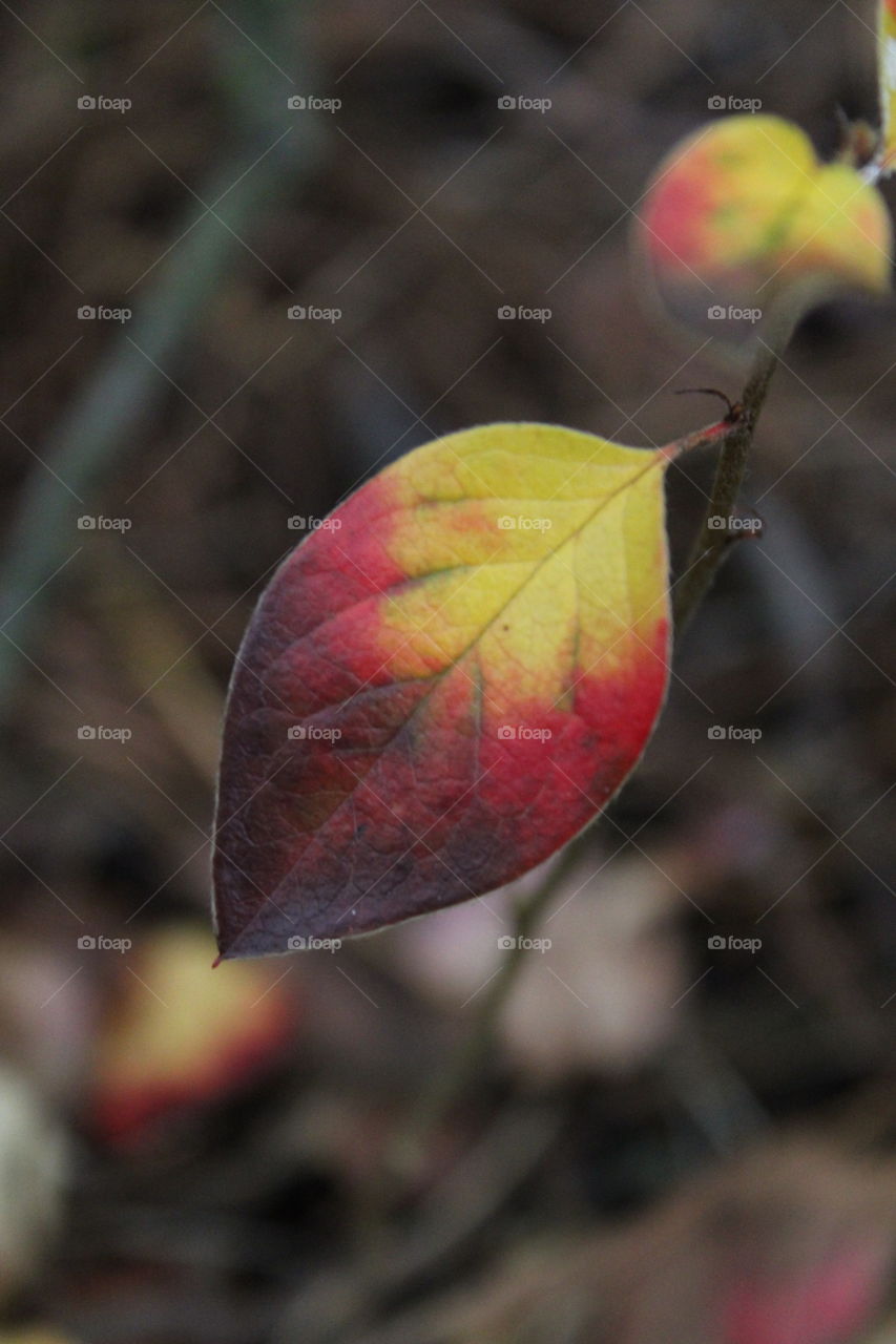 Beautiful yellow Red leaf