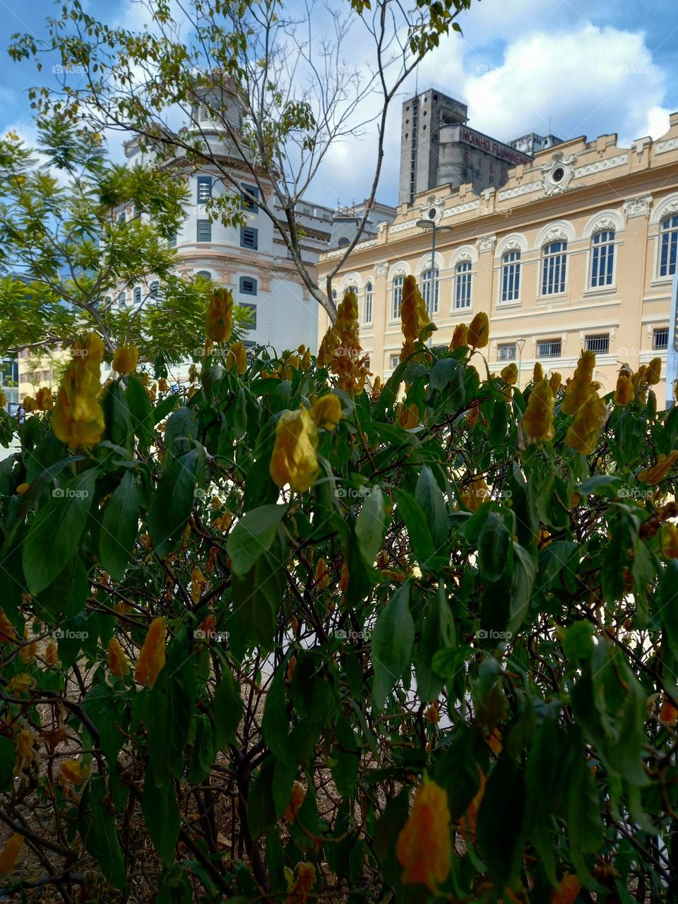 Flores Portuárias