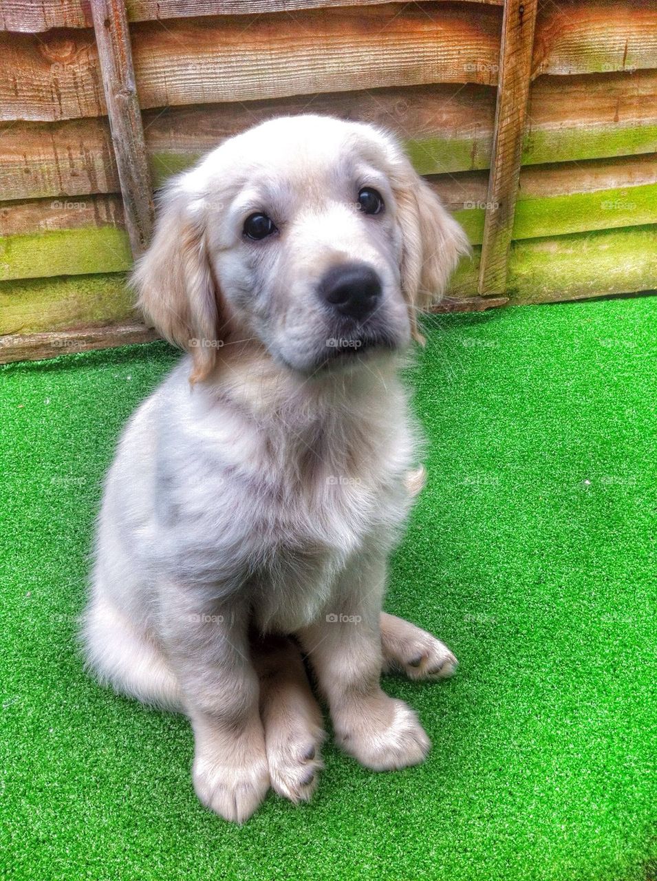 Zoe - Golden Retriever