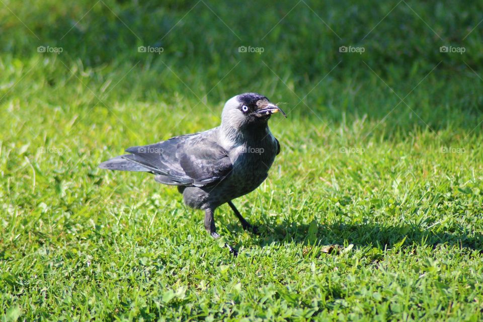 The Crow