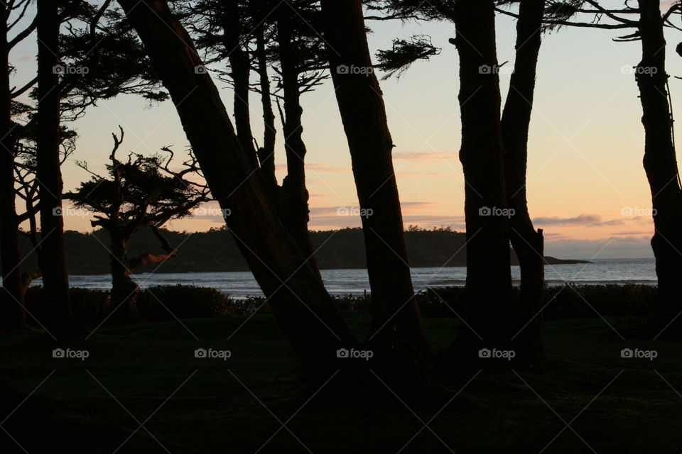 Crooked Tree Sunset. Cool trees profiled by the colourful sunset in Tofino BC
