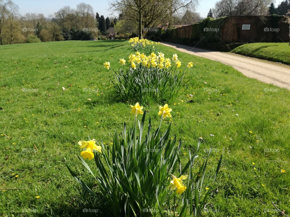 Daffodil row