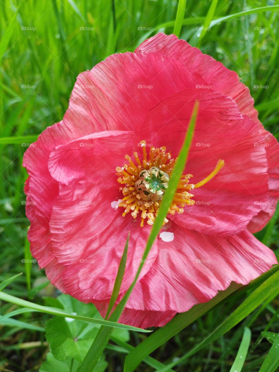 Big Red Beautiful Flower