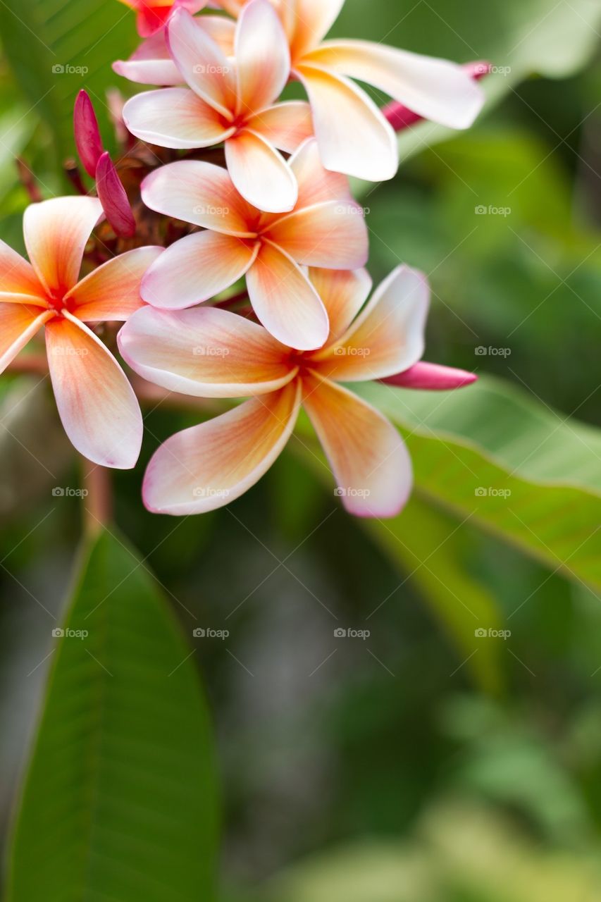 Close-up of plumier flower