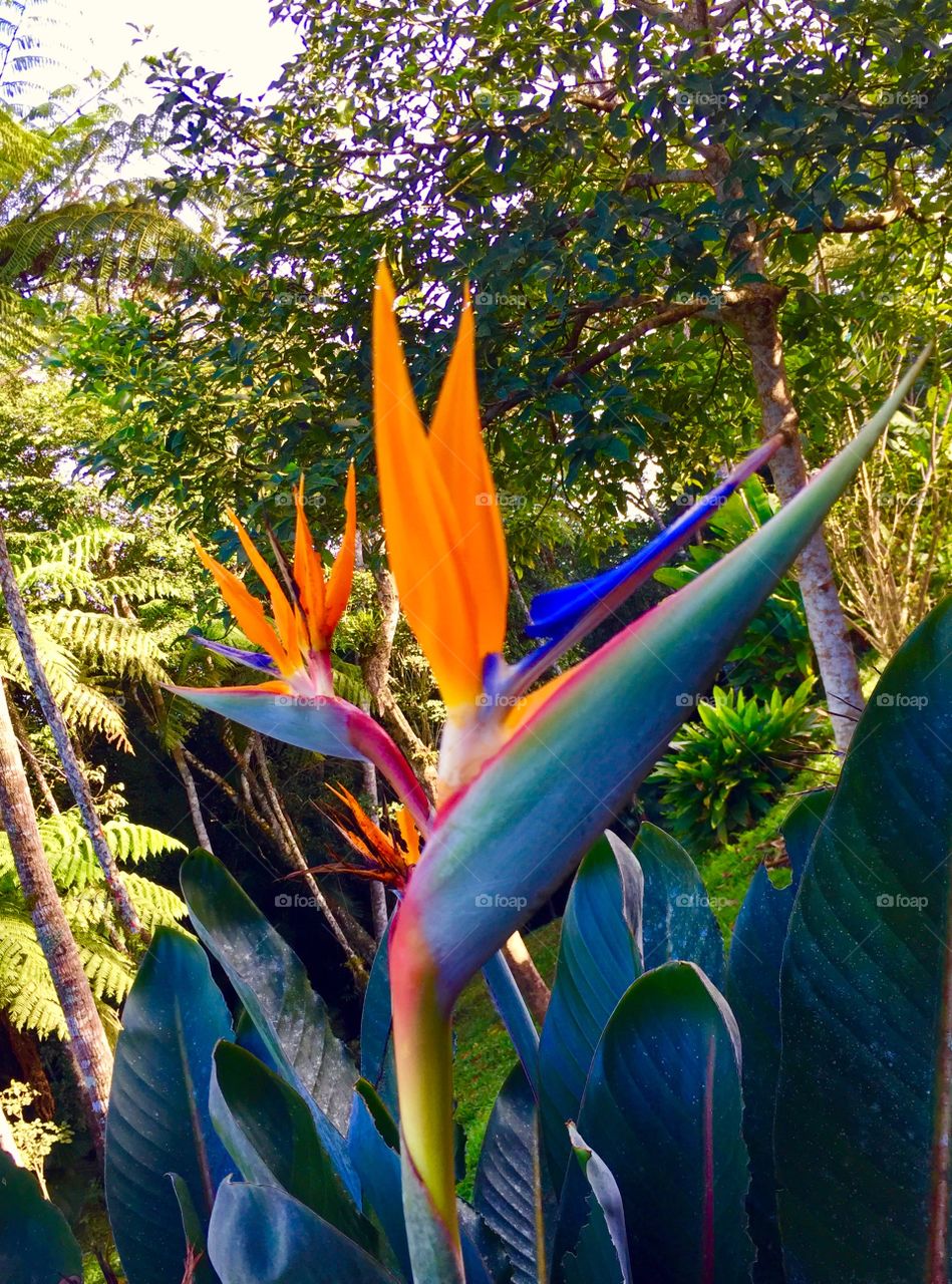 Flor strelitzia 