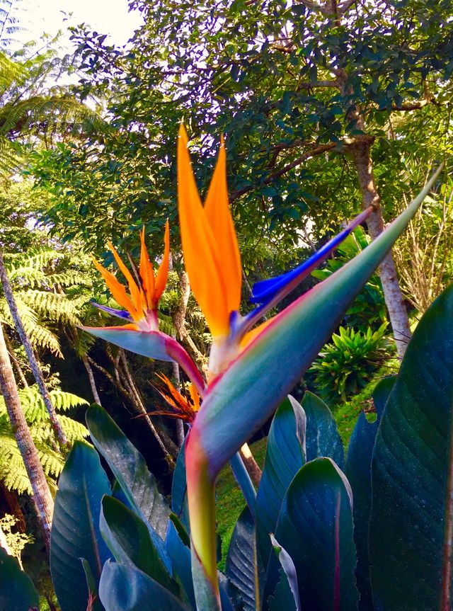 Flor strelitzia 