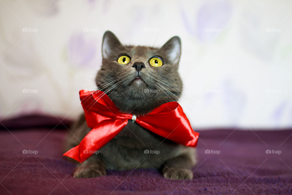 Russian blue cat with a red bow on her neck