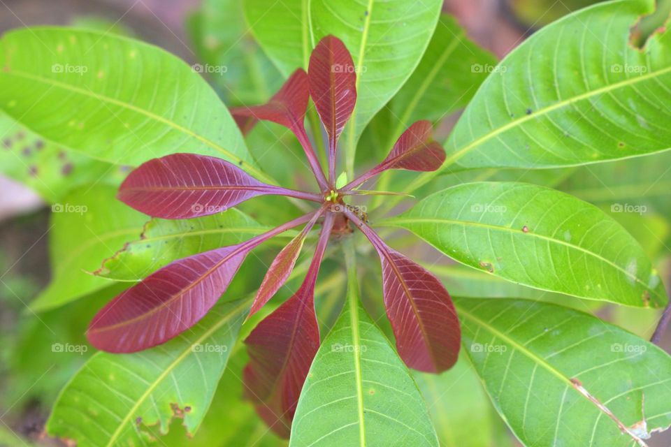 New leaf of mango tree