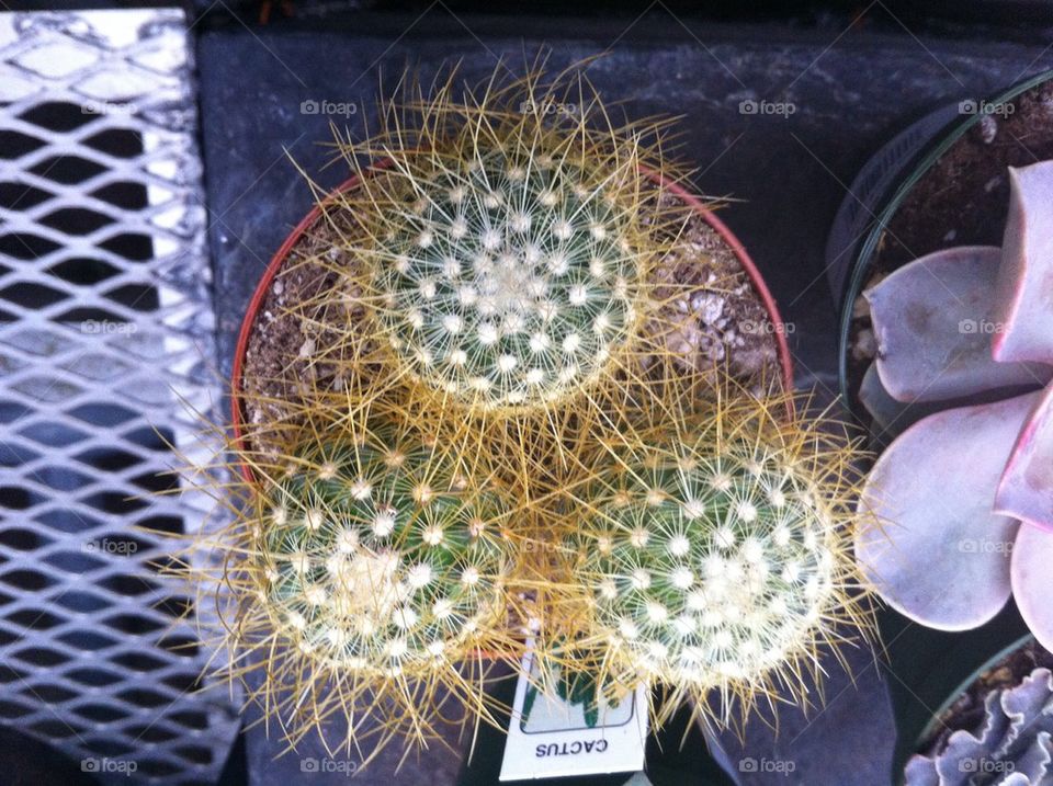 Spiny cactii