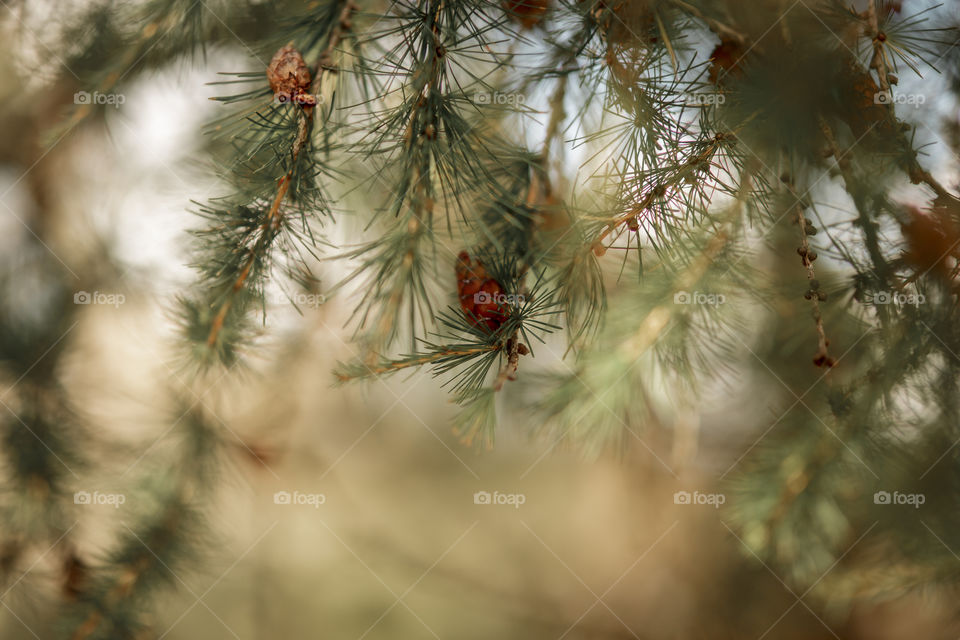 Pine tree branch with cones