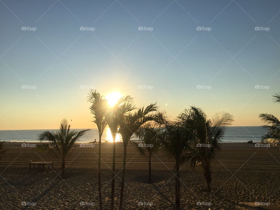 Palm trees on the beach