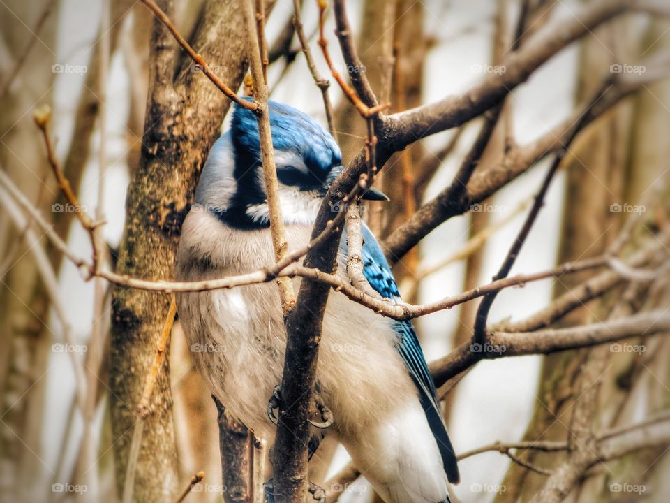 Blue jay....my yard