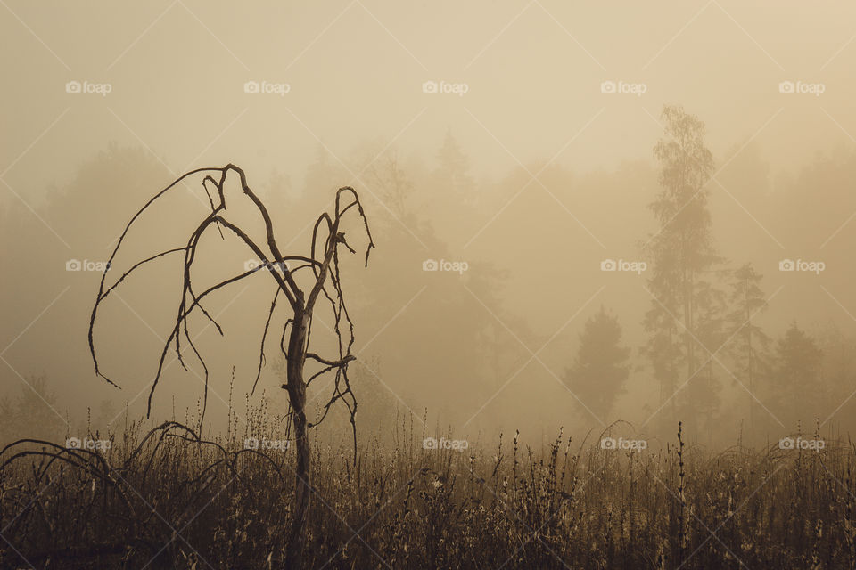 Misty morning summer landscape 