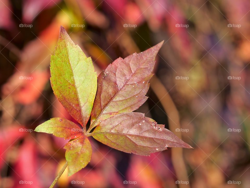 Autumn leaf