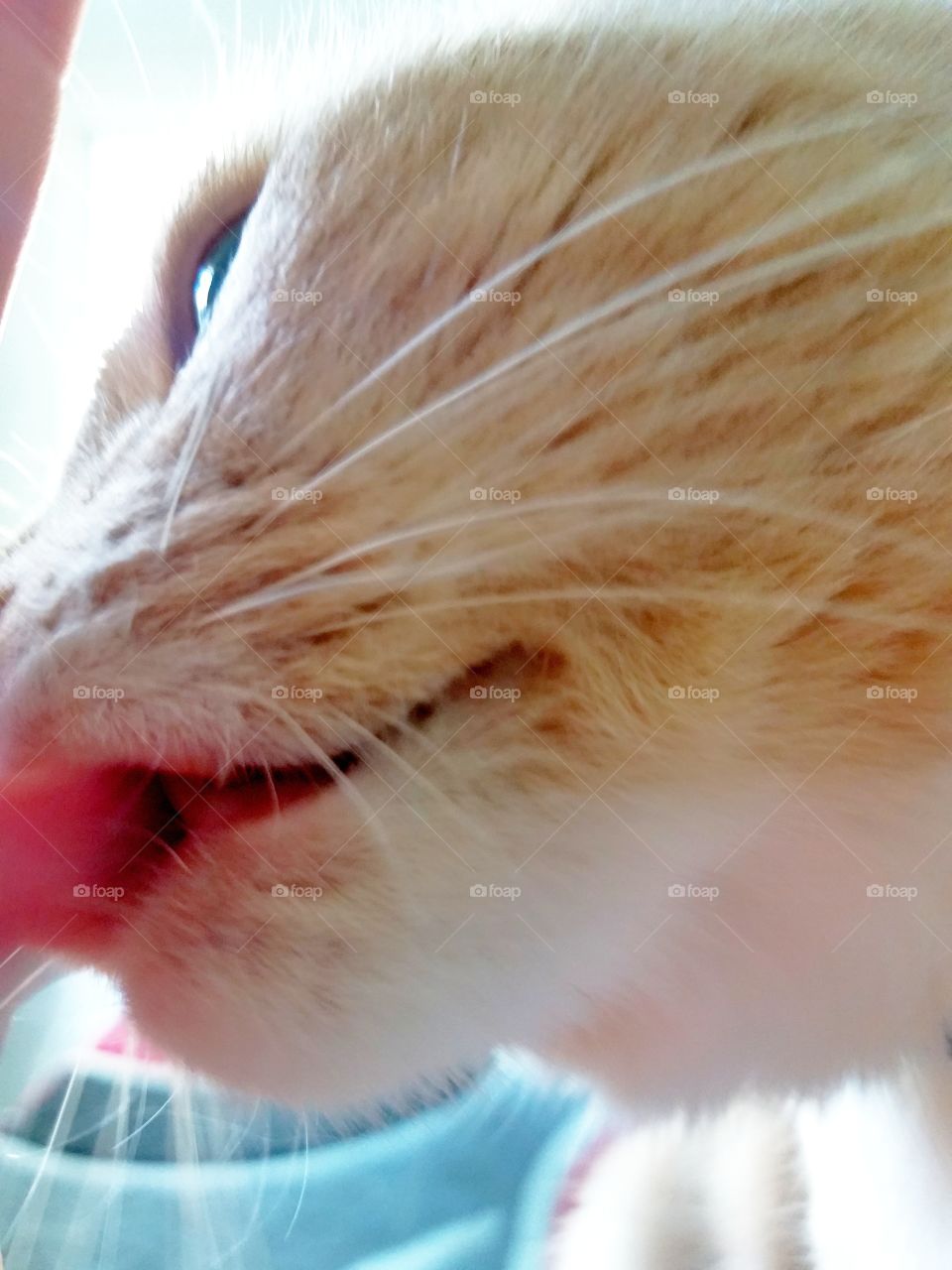 licking kitty cat