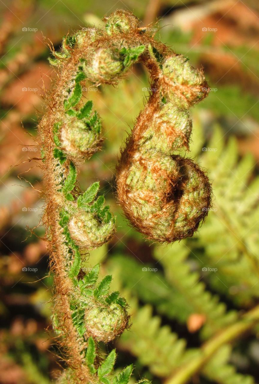 fern