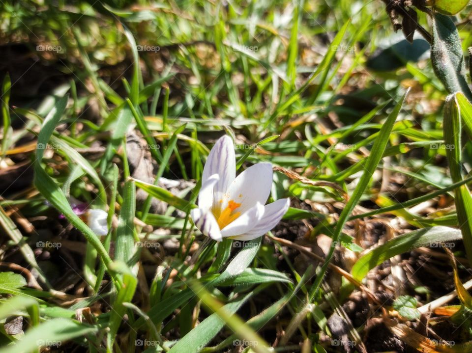 Spring Crocus flower.