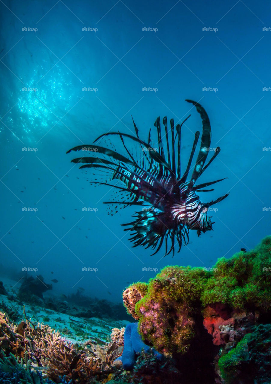 Lion fish on the prowl