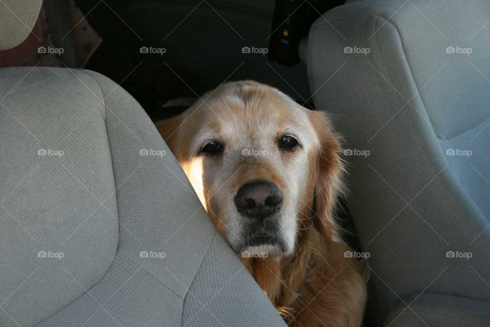 High angle view of  dog