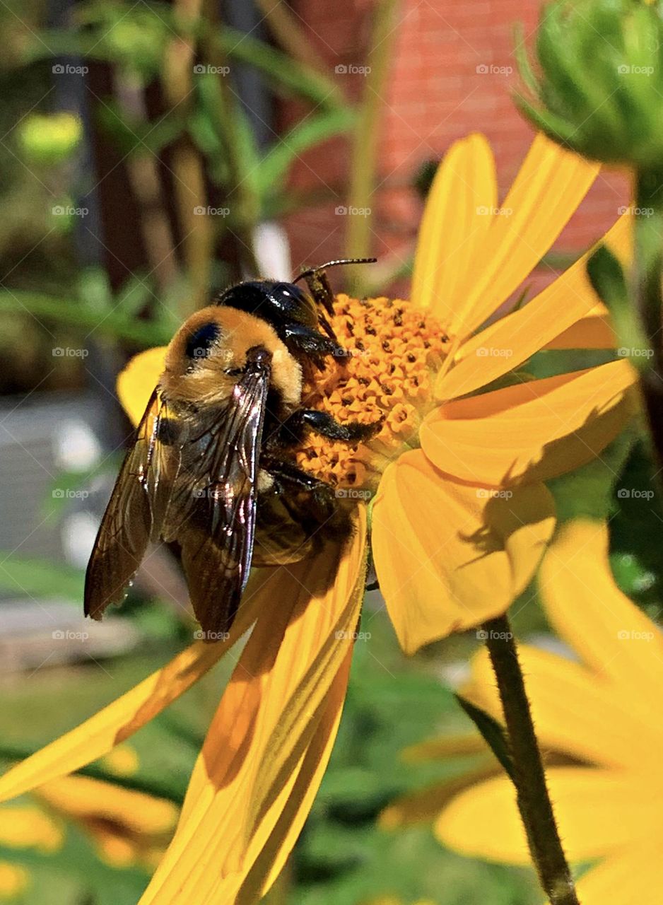 Birds & Bees - Nature in Motion - Huge Eastern Carpenter bees collecting pollen. Bees are crucial pollinators that work diligently by collecting nectar and pollen from flowers
