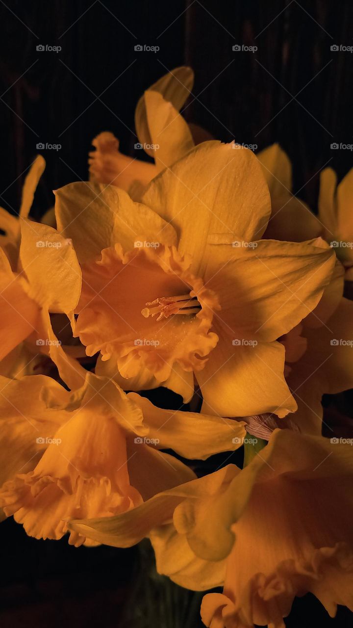 Beautiful bouquet of daffodils close up on a dark background. Yellow flowers.