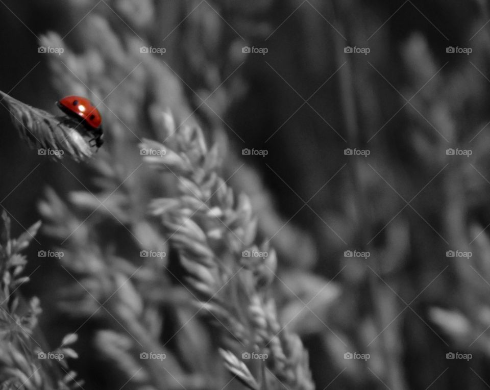 Ladybug Admiring the View