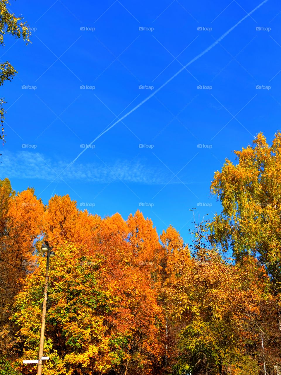 Autumn in the park.Tops of colorful autumn trees on a background of blue sky.  There is a white stripe in the sky from the flight of an airplane