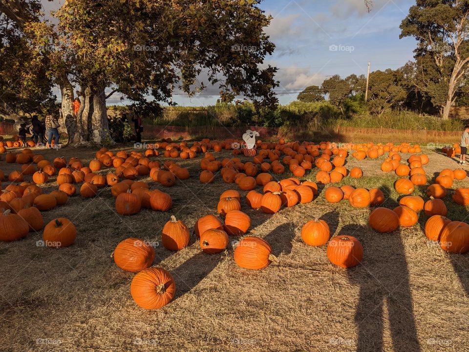Pumpkin patch fun