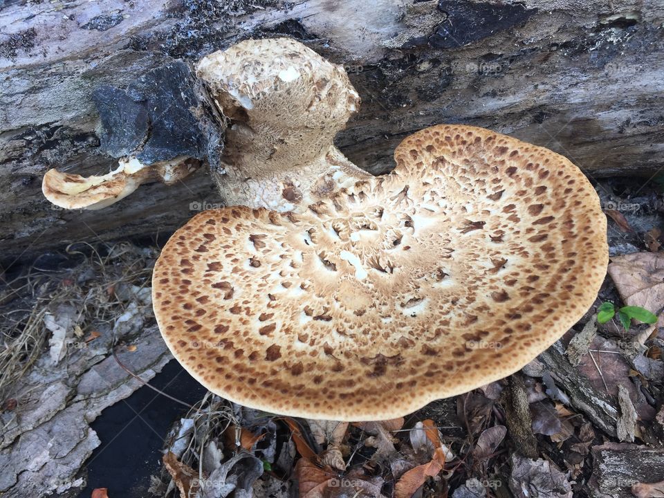 Dish mushrooms 