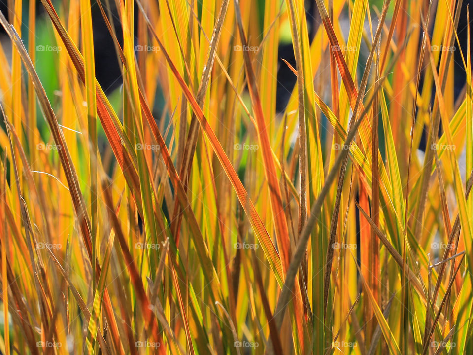 Signs of Spring are all around! The morning sun backlighting this beautiful yellow, orange & red ornamental grass made it seem like it was on fire. Stunning! 🔥