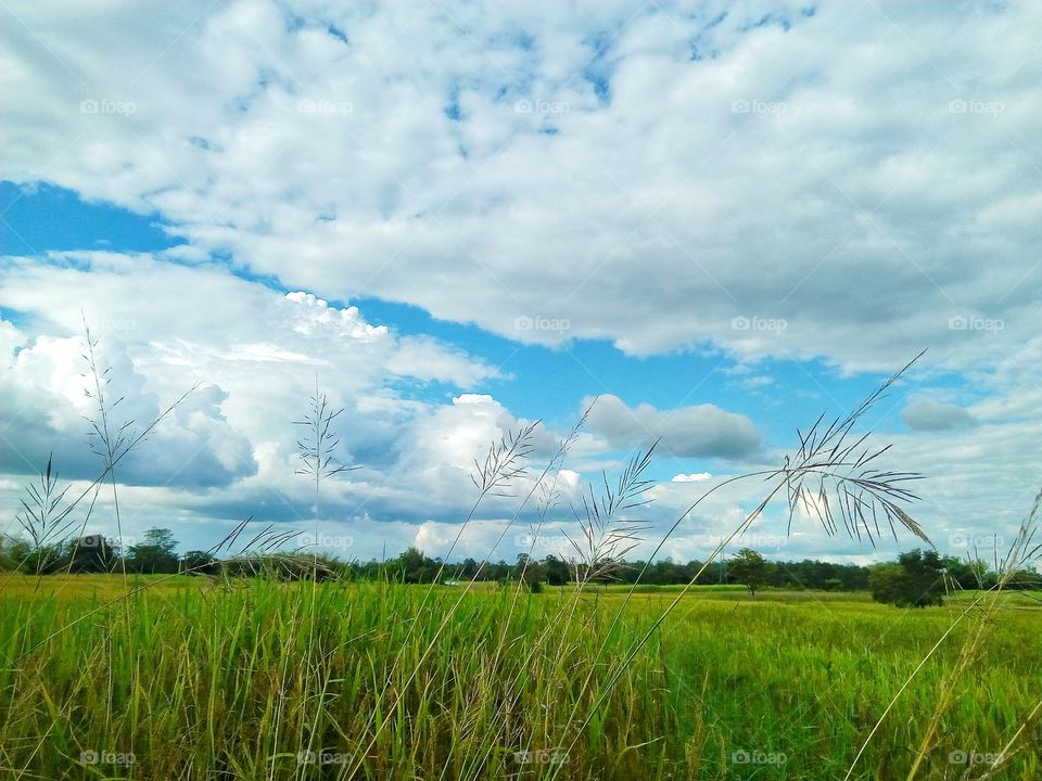grass,sky,framland