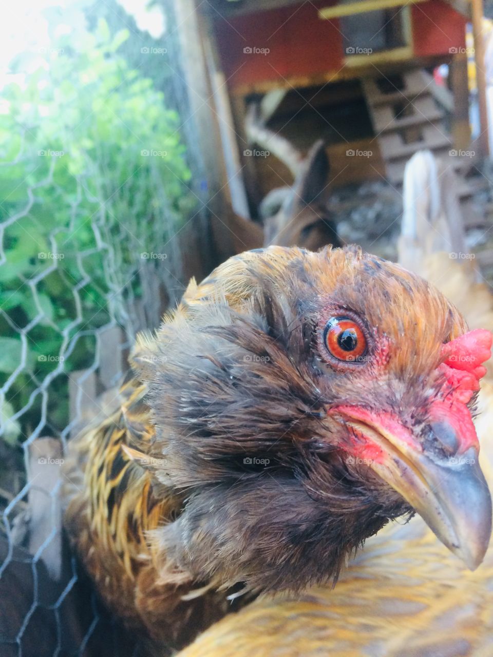 Chicken close up