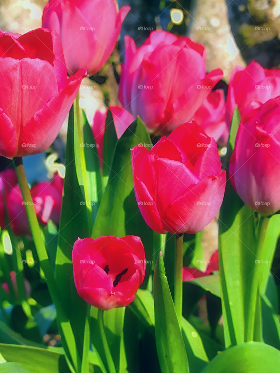 Sun drenched Tulip Gaerfen