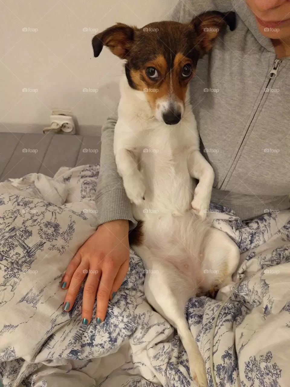 Dog, Pet, Canine, Mammal, Puppy
