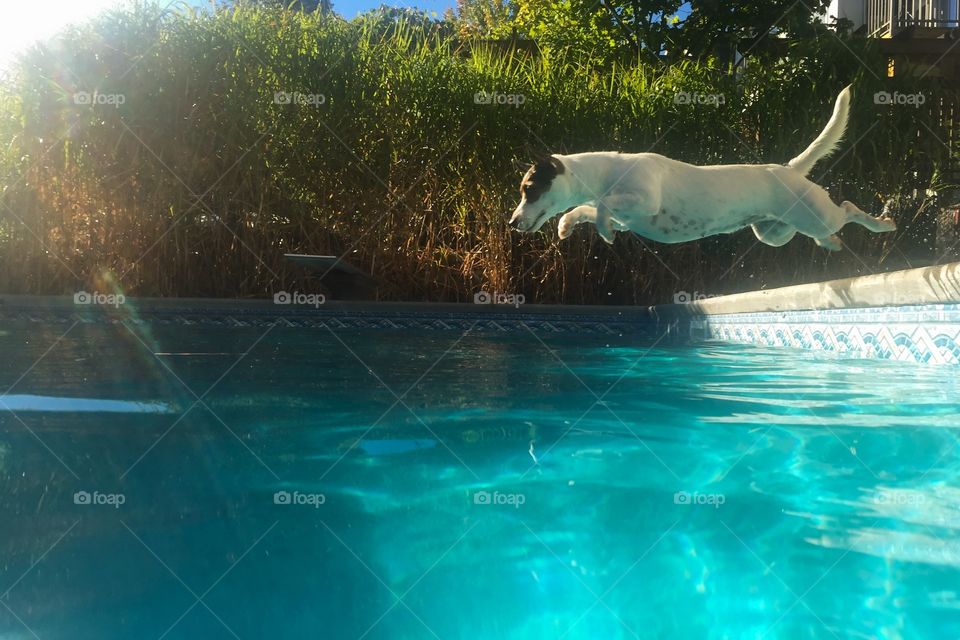 Dog in mid air as she's jumping into swimming pool, her wet coat dripping water. 