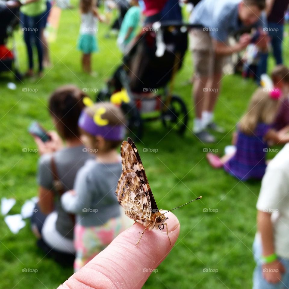 Butterfly Primed For Flight. After the group release, a Butterfly is preparing to take flight at annual Butterfly Festival in the park.