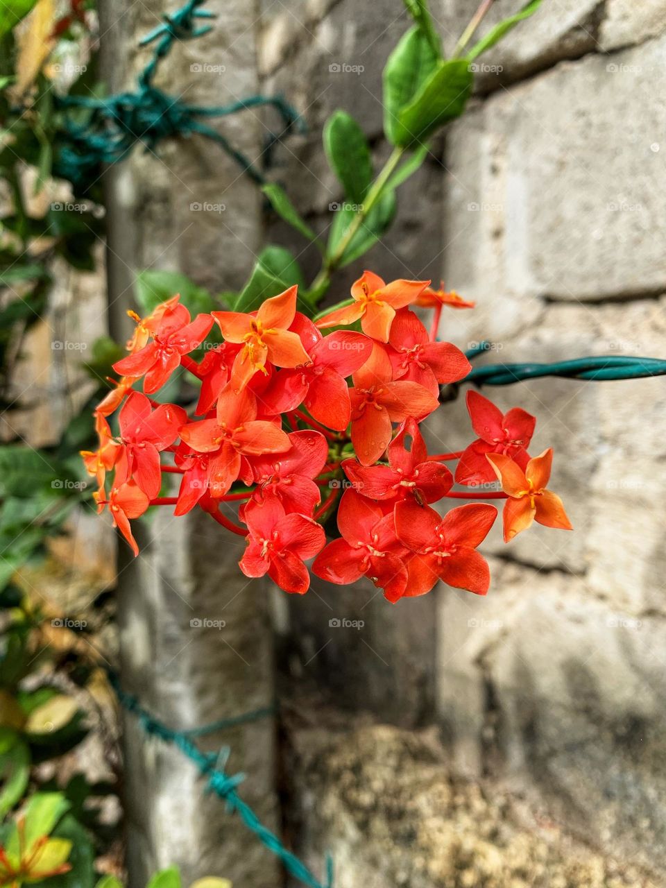 A photo taken in the morning showing the raindrops on the 
Jungle Flame (Ixora coccinea) flowers