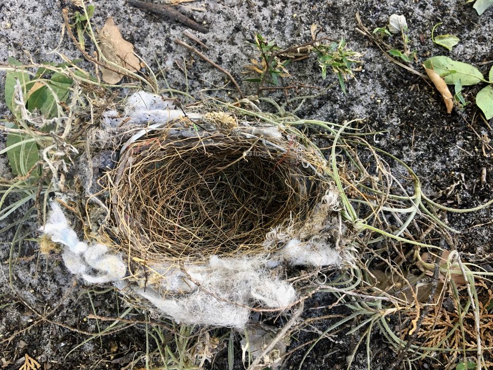 Found a nest and 3 dead baby birds on the side of my house. Nature is cruel, but I know those sweet birdies are in a much better place.