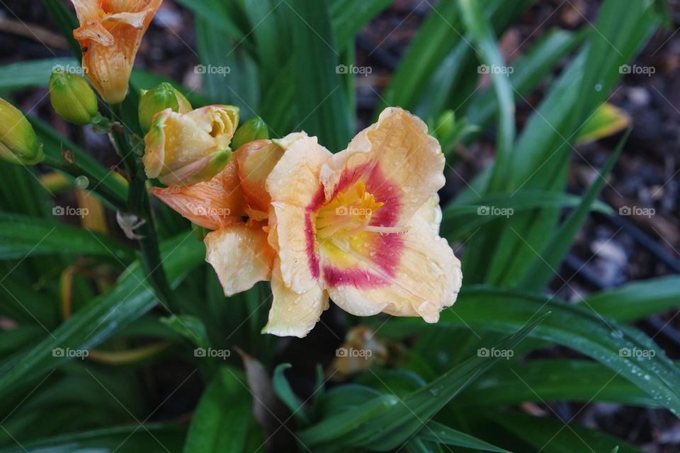 Flower, wet but still standing