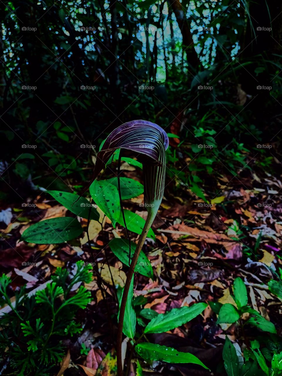 Cobra lily (Arisaema sp) blooming with
blurred plant leaves background, growing
in tropical forest of North Sumatra,
Indonesia