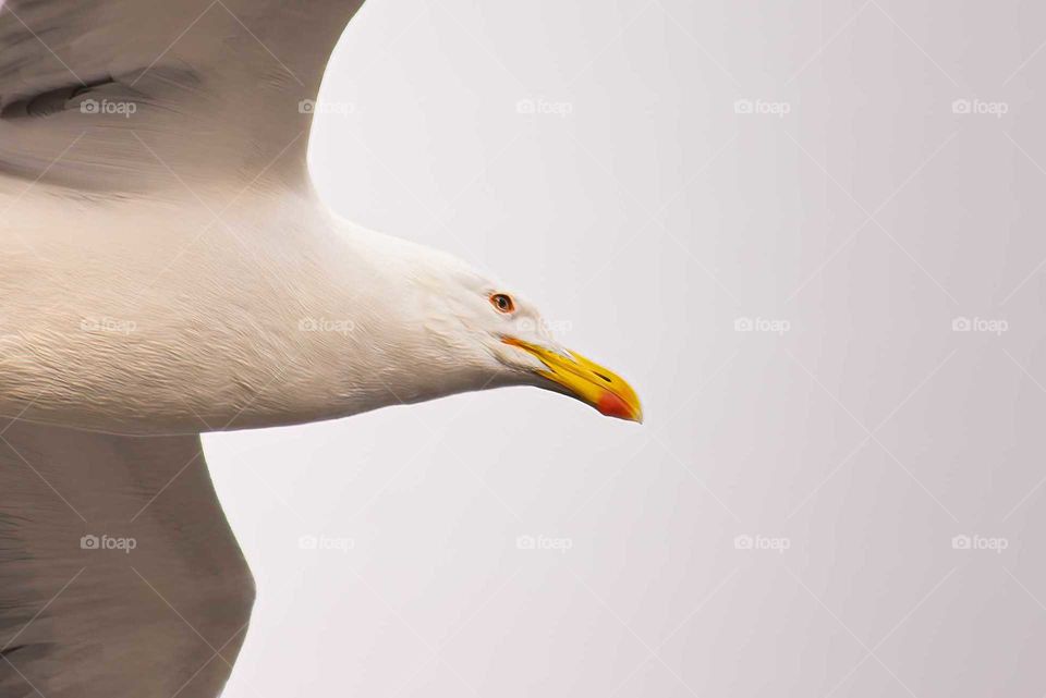 seagull in flight