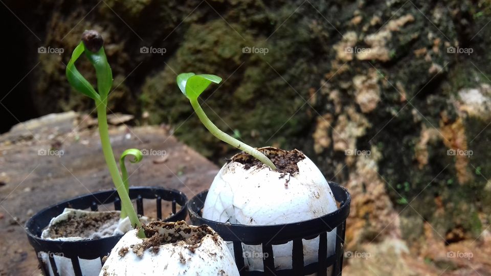 My hobby is planting plants.  This is a sprout seedling planted on an egg shell. I love it.