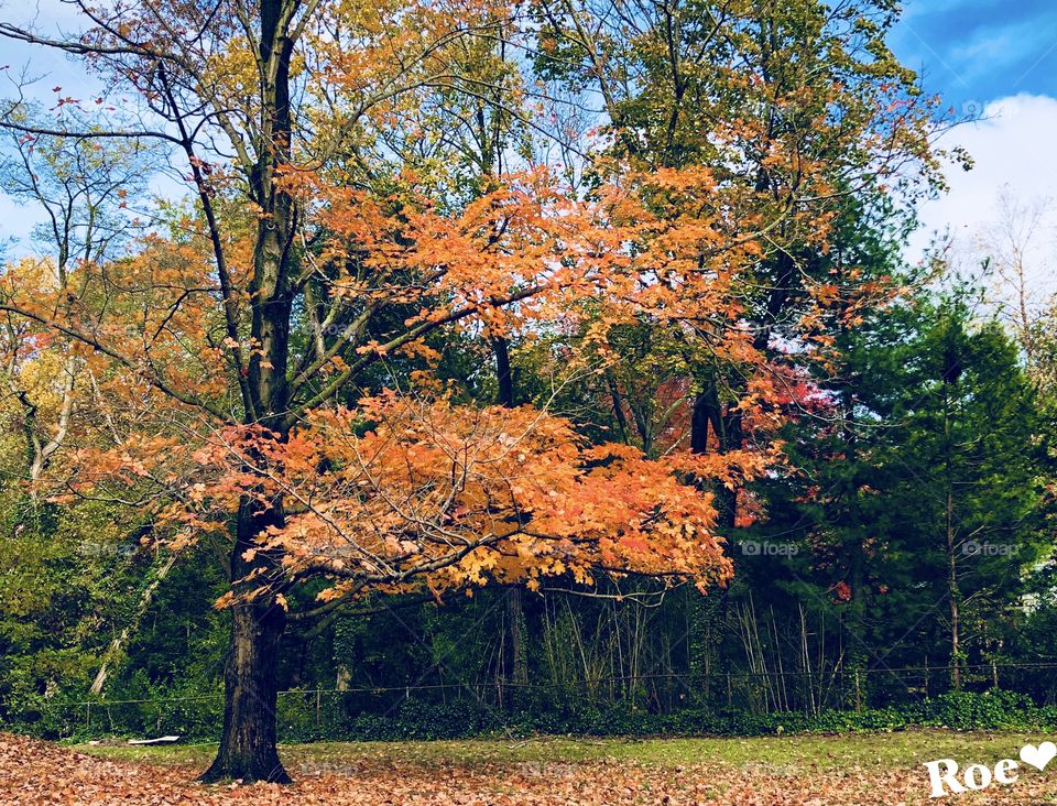 Fall foliage 