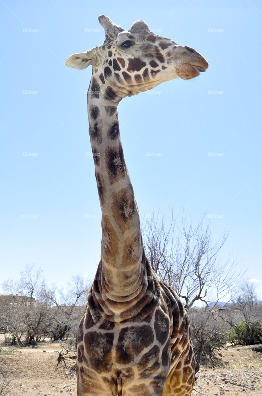 Wrinkly Giraffe