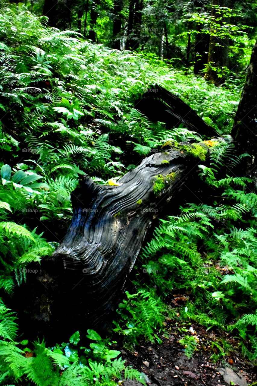 Hocking Hills State Park USA Forest ferns log mountains fauna