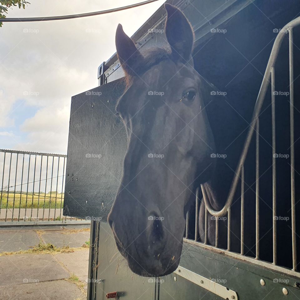 Curious horse with his head out of the stable.