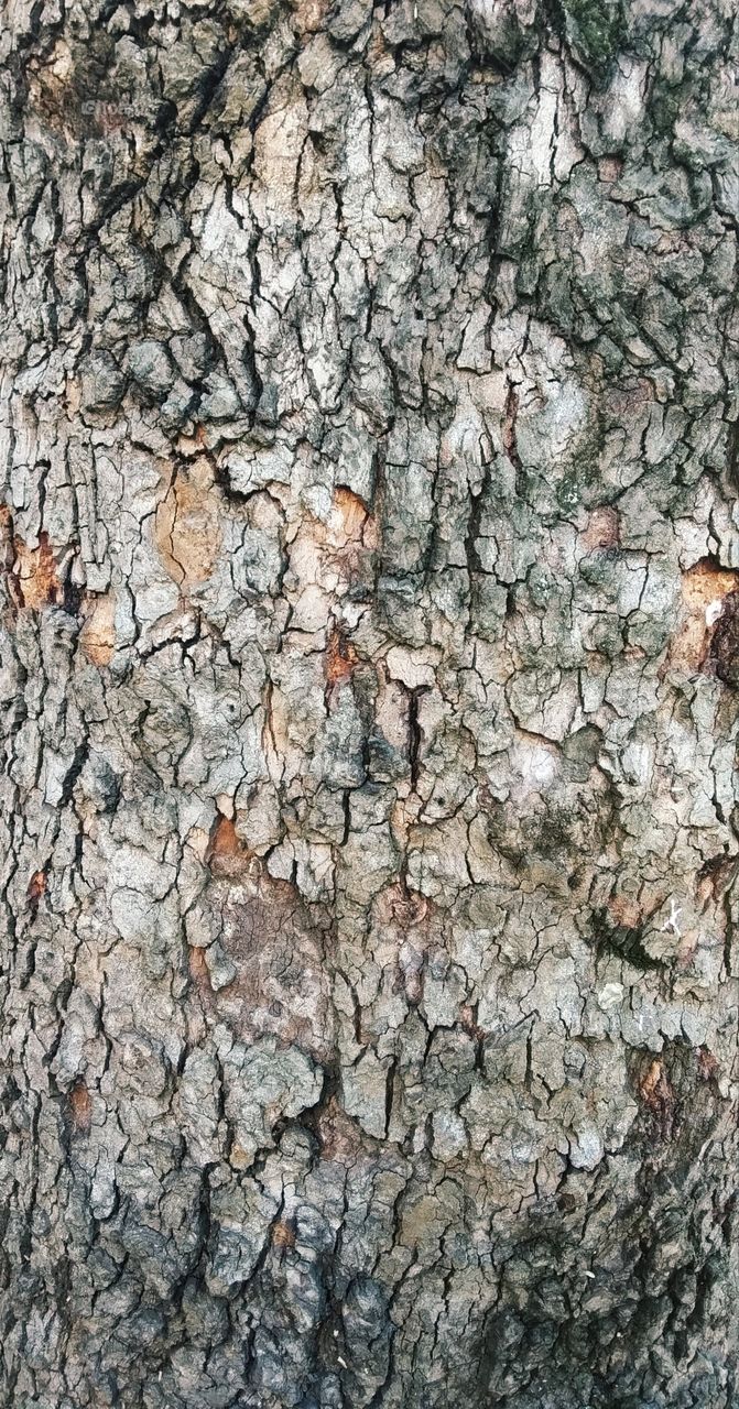 кора, дерево