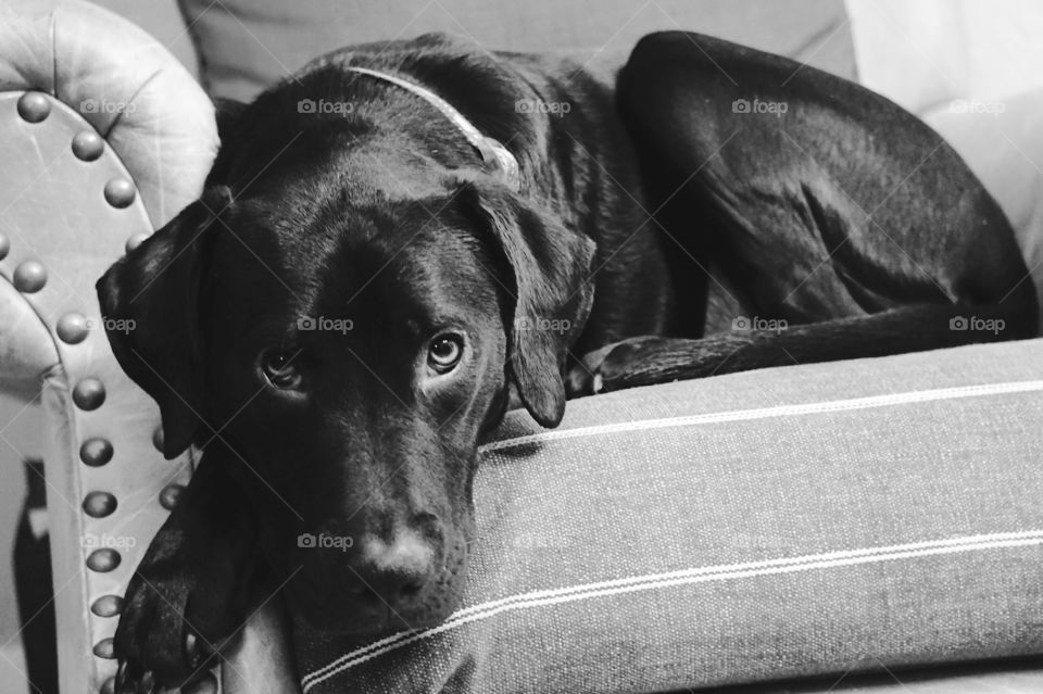 Black dog relaxing on armchair